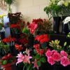 Florist Choice